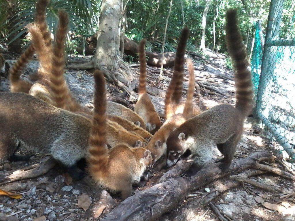 Сoati en Cancun
