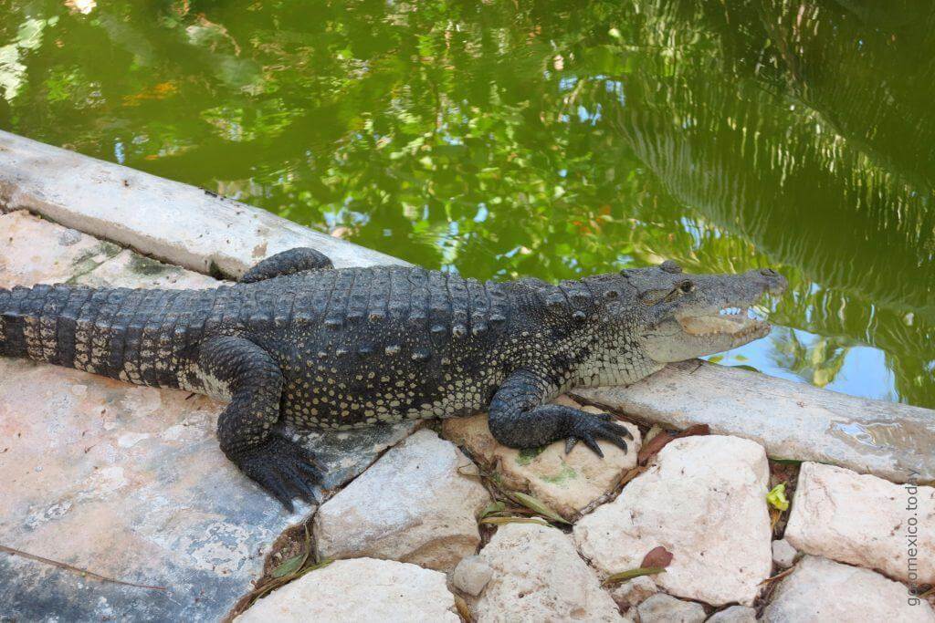 Croco Cun Zoo, Cancun, Mexico