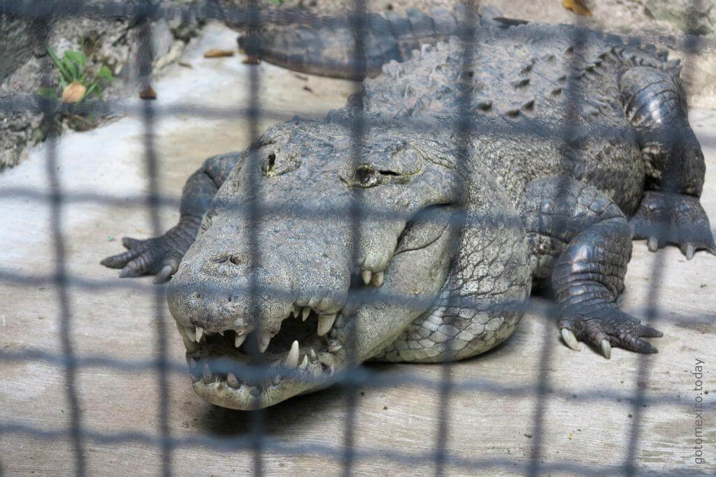 Croco Cun Zoo, Cancun, Mexico