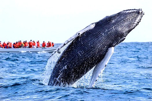 Whale Watching at Baja California