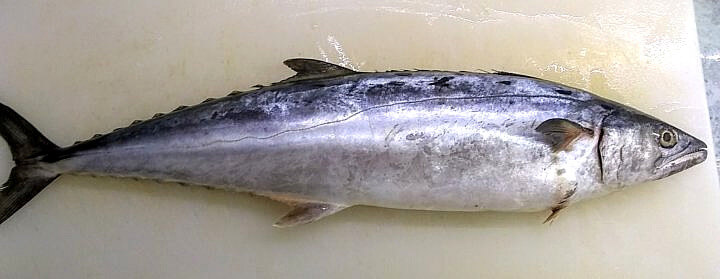 Pescado sierra