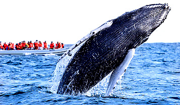 Whale Watching at Baja California